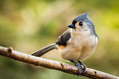 Vintage Diner Cars Royalty Free Images - Tufted Titmouse perched on a branch Royalty-Free Image by Mihai Andritoiu