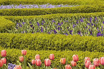 Typography Tees - Tulip Garden by Richard Patrick