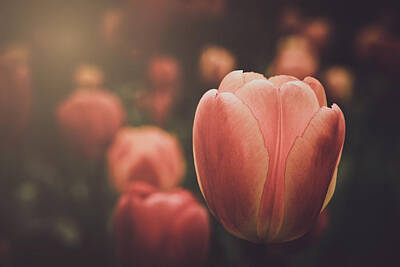 Say What - Tulip with Instagram Retro Filter with Sunlight by Brandon Bourdages