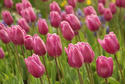 Birds Rights Managed Images - Tulips In A Gentle Breeze Royalty-Free Image by Jeff Swan