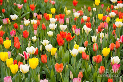Feathers - Tulips mix grow in garden by Arletta Cwalina