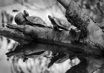 Reptiles Royalty Free Images - Turtle BFFs BW By Denise Dube Royalty-Free Image by Denise Dube