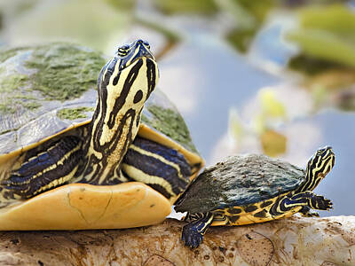 Reptiles Royalty-Free and Rights-Managed Images - Turtle Family by Patrick Lynch