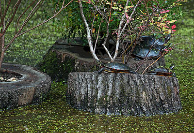 Reptiles Photos - Turtle Haven by Suzanne Gaff