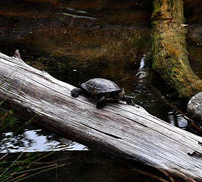 Reptiles Photos - Turtle by James Stodola