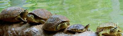 Reptiles Royalty Free Images - Turtle Ninjas Royalty-Free Image by Amar Sheow