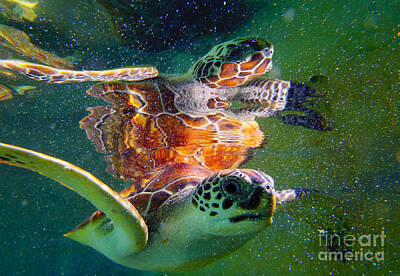 Reptiles Photos - Turtle reflection by Carey Chen