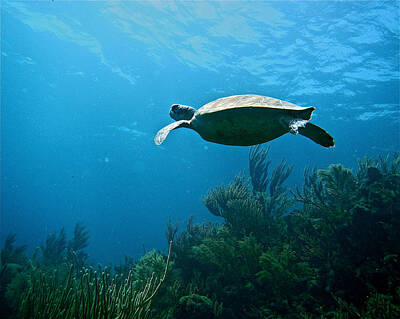 Beach Royalty Free Images - Turtle Royalty-Free Image by Seven Seas