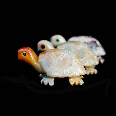 Reptiles Photos - Turtles by Gina Dsgn