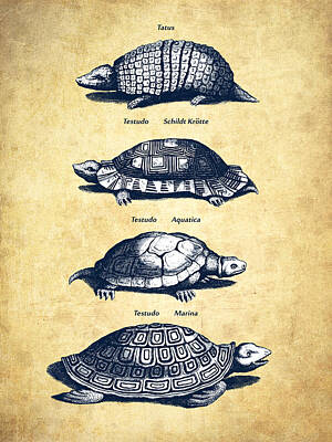 Reptiles Digital Art - Turtles - Historiae Naturalis - 1657 - Vintage by Aged Pixel