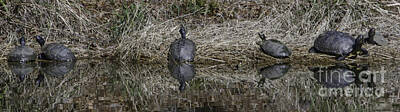 Reptiles Royalty Free Images - Turtles Sunning on Bank Royalty-Free Image by Dale Powell