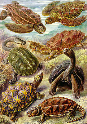 Reptiles Digital Art - Turtles Turtles and More Turtles by Unknown