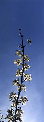 Florals Photos - Twig of a flowering cherry tree  by Ulrich Kunst And Bettina Scheidulin