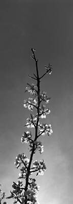 Floral Photos - Twig of a flowering cherry tree - monochrome by Ulrich Kunst And Bettina Scheidulin