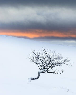 Achieving - Twisted tree in winter landscape by Mikael Svensson