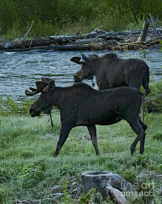 Stock Photography - Two Bull Moose   #5724 by J L Woody Wooden