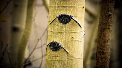 Landscapes Royalty-Free and Rights-Managed Images - Two Eyes Tree by Southwindow Eugenia Rey-Guerra 