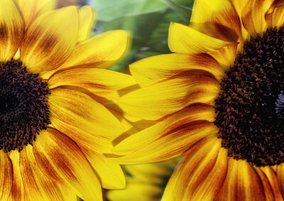 Sunflowers Photos - Two Freshness by Stelios Kleanthous