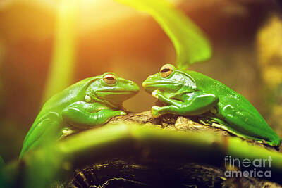 Reptiles Photo Royalty Free Images - Two green frogs sitting on leaf looking on each other Royalty-Free Image by Michal Bednarek