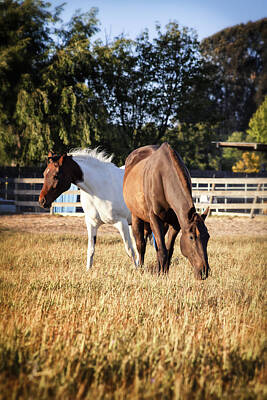 Animals Photos - Two Horses by Caitlyn  Grasso