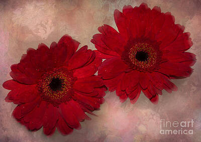 Abstract Animalia - Two Red Gerber Daisies Abstract Background by Anita Miller