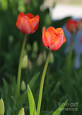 Anne Geddes Florals - Two Tulips by Carol Groenen