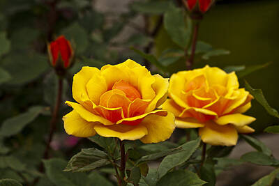 Fromage - Two Yellow Roses by Dennis Coates