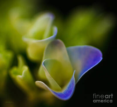 Abstract Flowers Photos - Ultra Violet by Mitch Shindelbower