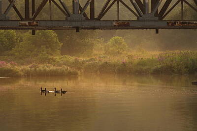 Abstract Animalia - Under Bayfield Bridge With Geese by Karl Anderson