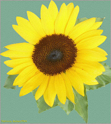 Studio Grafika Typography - Under The Sunflowers Spell by Patricia Keller