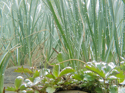 Legendary And Mythic Creatures Rights Managed Images - Underwater shot of submerged grass and plants Royalty-Free Image by Stephan Pietzko