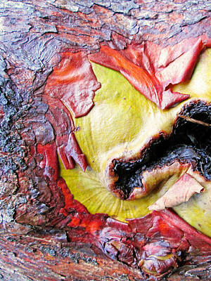 1-war Is Hell - Untitled - Bark of the Madrone Tree by Kathy Moll