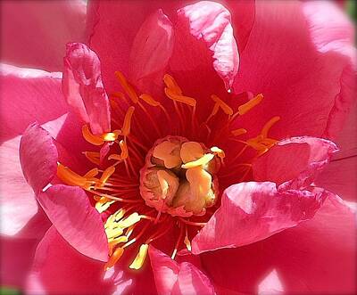 Floral Photos - Up Close by John Norman Stewart
