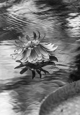 Western Buffalo Royalty Free Images - Victoria Regia Blossom. Royal Botanical Garden in Mauritius. Black and White Royalty-Free Image by Jenny Rainbow