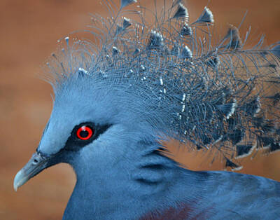 Sultry Plants Rights Managed Images - Victorian Crowned Pigeon Royalty-Free Image by Maggy Marsh