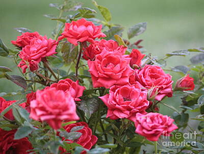 Roses Photos - Victorian Rose Garden by Carol Groenen