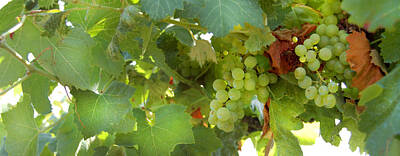 Wine Rights Managed Images - Vineyard Royalty-Free Image by Gina Dsgn