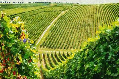 Swirling Patterns - Vineyard in France by Mick Flynn