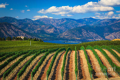 Best Sellers - Food And Beverage Photos - Vineyard in the Mountains by Inge Johnsson