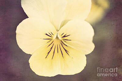 Abstract Flowers Photos - Vintage Abstract Flower by Michael Ver Sprill