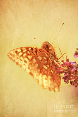 Royalty-Free and Rights-Managed Images - Vintage Butterfly by Darren Fisher