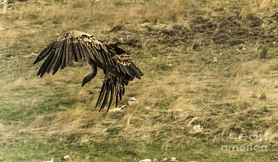 Irish Leprechauns - Vultures by Stefano Piccini