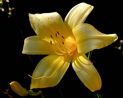 Lilies Rights Managed Images - Warm Glow Royalty-Free Image by Rona Black