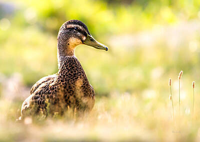 Birds Photos - Warm Summer Morning And A Duck by Bob Orsillo