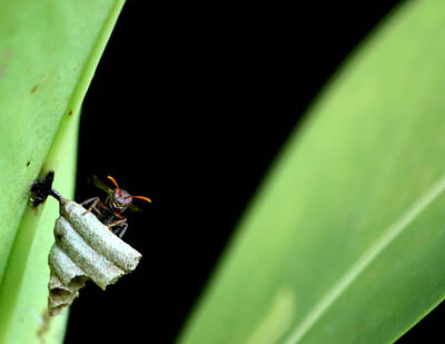 Travel - Wasp by Murali Aithal