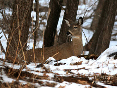 Stocktrek Images - Watchful deer by Lori Tordsen