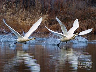 Birds Photo Rights Managed Images - Water Dance Royalty-Free Image by Michael Dawson