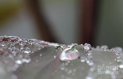 Meiklejohn Graphics - Water Drop on a Leaf by Four Hands Art