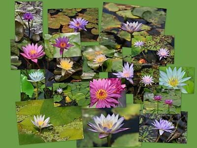 Wild And Wacky Portraits - Water Lilies Collage 3 by Allen Beatty