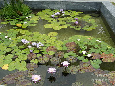 Lady Bug - Water Lilies in Pond by Bev Conover